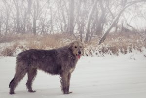 Irischer Wolfshund im Schnee