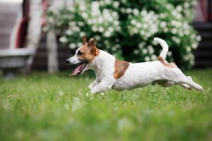 Jack Russel Terrier im Sprint