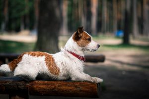 Jack Russel Terrier liegt wachsam im Park