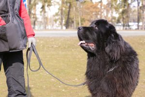 Dog specialist with Newfoundland outdoors
