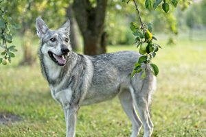 Saarloos Wolfhond steht im Garten