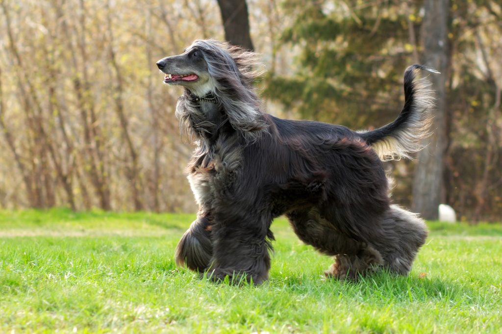 Afghanischer Windhund mit grauem Fell