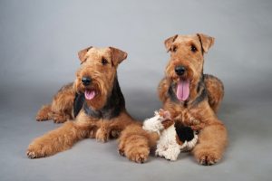 Zwei Airedale Terrier mit Stofftier