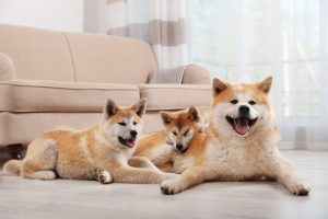 3 Akita Inu Hunde