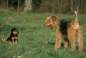 Airedale Terrier Mutter mit Airedale Terrier Welpe