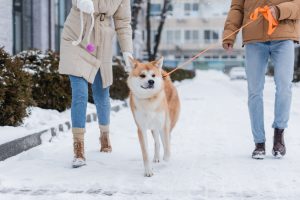 Akita Inu beim Spaziergang im Schnee