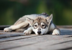 Alaskan Husky Junghund