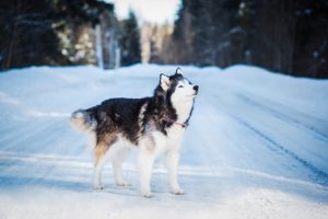 Alaskan Malamute steht auf schneebedeckter Straße