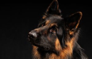 Altdeutscher Schäferhund Porträt