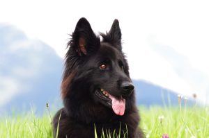 Altdeutscher Schäferhund in den Bergen