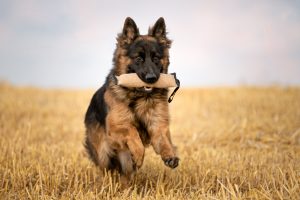 Altdeutscher Schäferhund mit Spielzeug