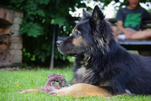 Altdeutscher Schäferhund mit Spielzeug im Garten