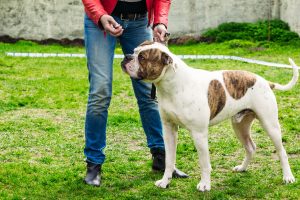 American Bulldog Rüde beim Hundetraining