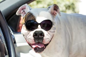American Bulldog mit Sonnenbrille