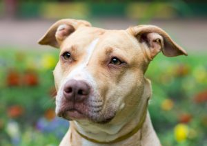 American Pit Bull Terrier Porträt