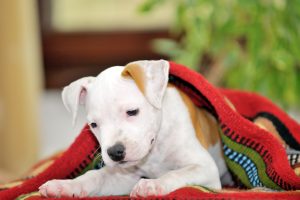 American Staffordshire Terrier Junghund