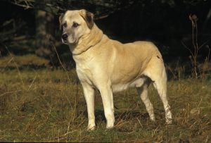 Anatolischer Hirtenhund Rüde