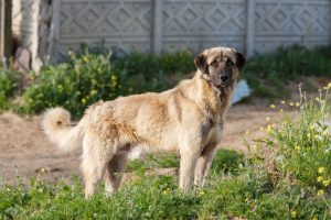 Anatolischer Hirtenhund bewacht das Grundstück