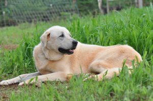 Anatolischer Hirtenhund bewacht die Weide
