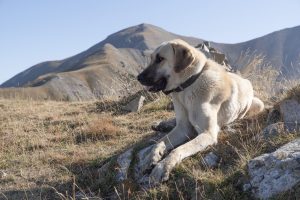 Anatolischer Hirtenhund in den Bergen
