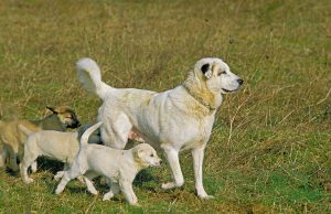 Anatolischer Hirtenhund mit Welpen