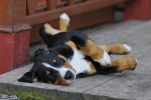 Appenzeller Sennenhund liegt auf der Terrasse