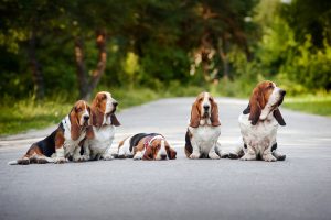 Basset Hound Gruppe mit 5 Hunden