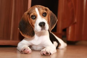 Beagle Junghund