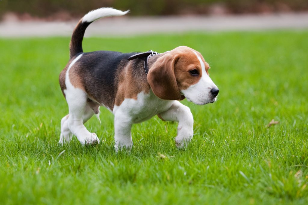 Beagle Rüde