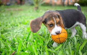 Beagle Welpe mit Ball
