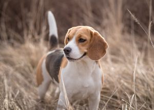 Beagle im hohen Gras