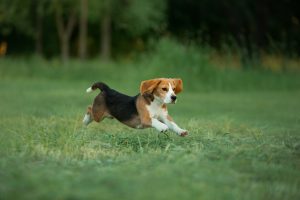 Beagle rennt auf der Wiese