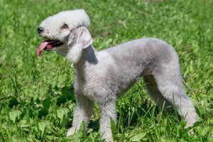 Bedlington Terrier Junghund