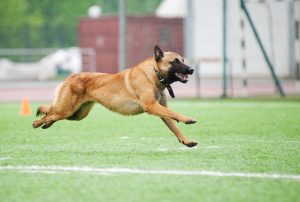 Belgischer Schäferhund beim Training