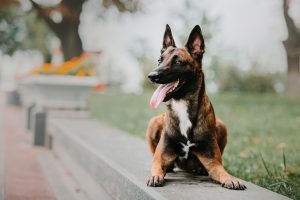Belgischer Schäferhund liegt im Park