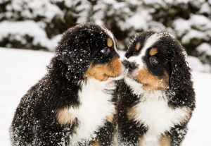 Berner Sennenhund Welpen im Schnee