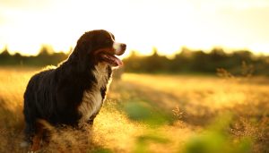 Berner Sennenhund beim Sonnenuntergang