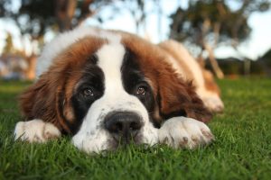 Bernhardiner Junghund liegt im Gras