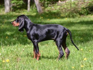 Black and Tan Coonhound Rüde
