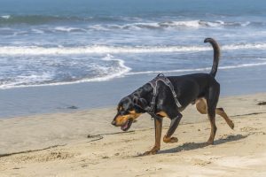 Black and Tan Coonhound am Meer