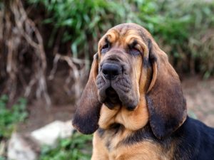 Bloodhound Hündin
