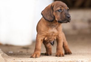 Bloodhound Welpe