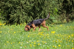 Bloodhound am Waldrand