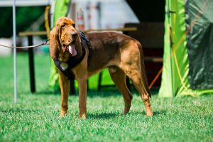 Bloodhound auf dem Trainingsplatz