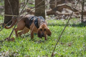 Bloodhound im Wald