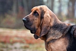Bloodhound von der Seite