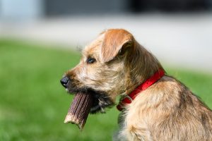 Border Terrier mit Stöckchen