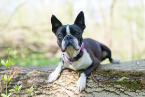 Boston Terrier liegt auf einem Baumstamm