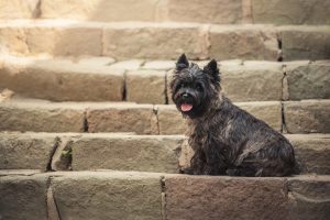 Cairn Terrier sitzt auf der Treppe