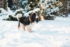 Cavalier King Charles Spaniel im Schnee